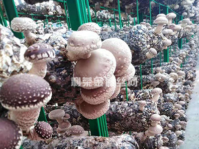 蘑菇网片